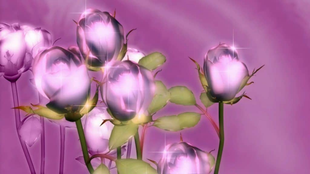 Nature Video Menu Background with Purple Roses